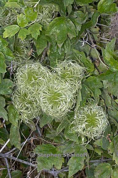 clematis lasiantha 8 graphic